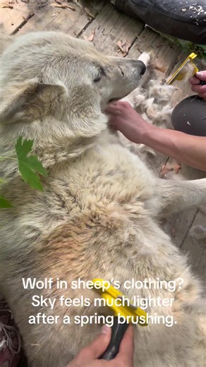 Wolves have two layers of fur. Their thick undercoat which keeps them warm all winter sheds out in the spring. Some of the wolves and wolfdogs enjoy attention, so we help brush out their coats in the spring. Sky is an older female and especially enjoys being pampered! #wolf #wolfdog #grooming #shedding #shedfur #wolffur #wolfrescue #wolfsanctuary #wolfsanctuaryofpa #wolvesofspeedwell #wolvesoftiktok