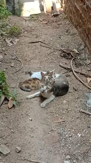 Cute Kitten & Mom Cat ❤️ Heartwarming Moments#CuteKitten #CatMom