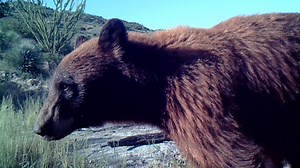 23K views · 619 reactions | Come for the footage of borderlands bears, foxes, puma and bobcats; stay for the footage of javelina babies so small they look like pig-shaped gummy bears. The borderlands are wild. The borderlands are beautiful. | Center for Biological Diversity | Facebook