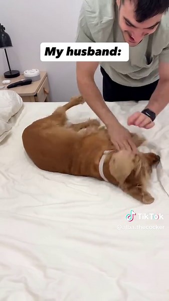 English Cocker Spaniel Moments: Adorable Dog Reels