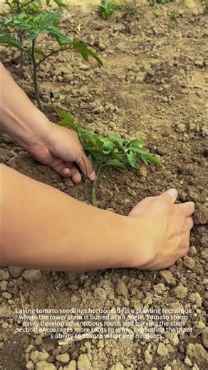 Lay Tomato Seedlings Down For More Fruit ✨