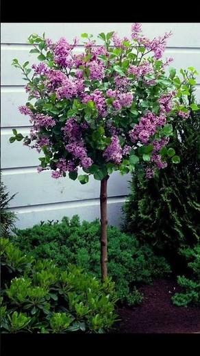 Garden Transformation with Dwarf Lilac Tree Ideas #gardentransformation