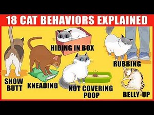 15 Strange Cat Behaviors Explained