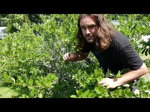 Beach Plums (Prunus maritima) -- Introducing the Species + Some quick Info