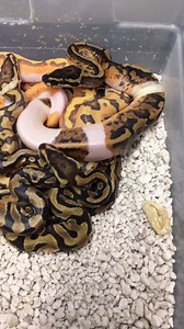 27K views · 481 reactions | Ball Python Having His First Shed #shorts #snakes #ballpython #ballpythons #ballpythonsofinstagram #snakebreeder #ballpythonbreeder #fyp #fypシ | Rodents & Royals | Facebook
