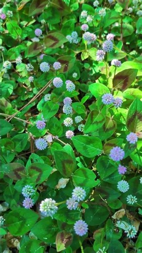 La planta tapizante más rápida (y bonita) del mundo: Persicaria Capitata 🌸