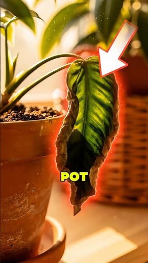 Your Plant Leaves Are Drooping… Fix This 🌿 #plants #shorts
