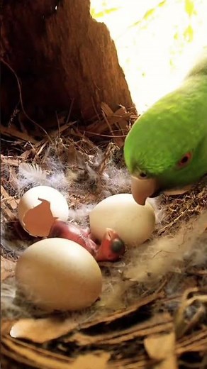 “Beautiful Moment! Parrot Eggs Hatch for the First Time | New Life in the Nest”#viralvideo #shorts