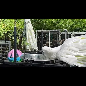 If you’ve seen Dusty’s slo-mo fan videos, you already know he’s not just the rescue’s head of security & star baller, he’s also our resident glamour king. Saturday, I caught him giving major model energy with a full on water hair flip. We might need to get this bird an agent 💫 🤍 #DustyTheDiva #CockatooChronicles #BirdBathGoals #SlowMoFlip #RescueBirdGlowUp #ParrotPersonality #SpaDayVibes #FeatheredFabulous #BathTimeDrama #AvianAttitude #ParrotLife #BirdBossEnergy #cockatoolove #melbourneavianr