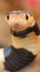 The Cape Coral Snake (Aspidelaps lubricus lubricus): I don't know about you, but to me, this has to be the cutest snake in the world! Its charismatic behaviour, bright colors and crazy antics make this snake one of the most gorgeous venomous snake species in the world. | Robert Wedderburn Productions