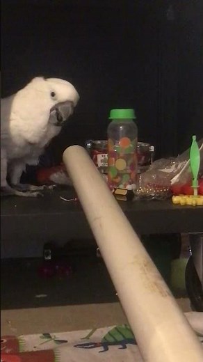 Cockatoo debates Mom's suggestion
