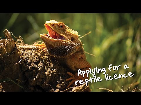Applying for a reptile licence
