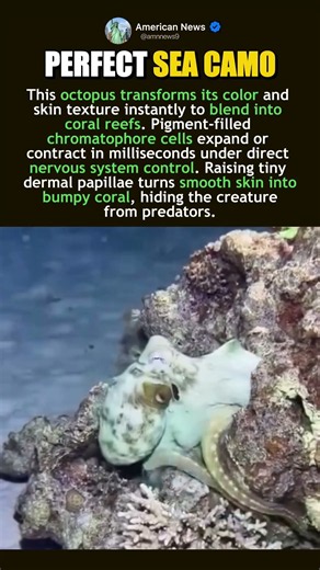 OCTOPUS INSTANT REEF CAMOUFLAGE SKILLS