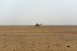 Climate Change: Is CO2 Changing the Sahara Desert to a Sahara Savannah?