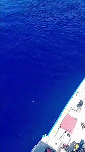 27K views · 562 reactions | Having a look down from the crows nest on a commercial bluefin tuna vessel operating in the Southern Ocean | On The Deck - Footage from Australia's Commercial Fisherman | Facebook