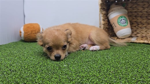 Chihuahua puppy for sale