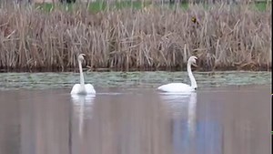 Spend a few moments with a mating pair of trumpeter swans. Trumpeter Swans form very strong pair bonds with their mate. Swan pairs are very loyal to each other. | Jack Bell Photography