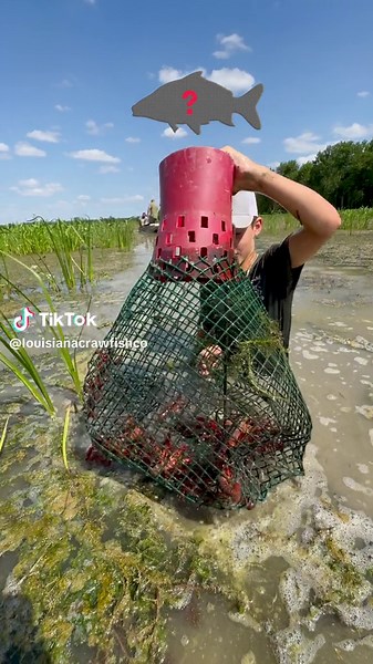 🤔 What was your guess? We find snakes, carp, bream, bass, catfish, and eels in these traps all the time! And do we want them there? Nope! All they are is trouble. They’ll eat our crawfish and compete for the same food sources. Any suggestions on how to get them out and keep them out?