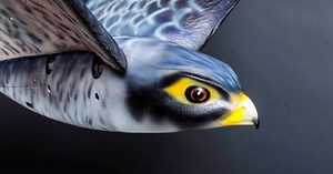 Robotic falcon will chase birds at Canadian airport