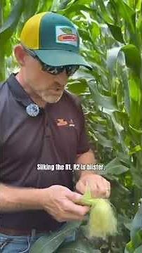 Evaluating Corn Pollination