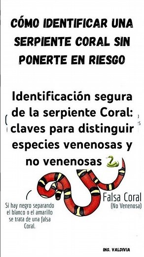 Coral Snake Identification: Keys to Distinguishing Venomous and Non-Venomous Species 🐍