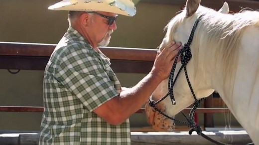 How Stunt Horses are Trained to Fall in the Movies