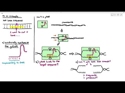 19-7 Genetic Modification: Gene Editing using CRISPR/Cas 9 (Cambridge AS A Level Biology, 9700)