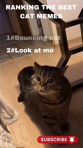 Ranking the best cat memes