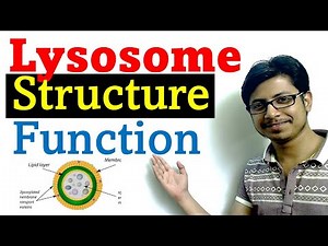 Lysosome structure and Function Video Lecture | Crash Course for CSIR NET Life Sciences (English)