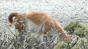 Wild Guanaco Eating Grass Behind Endemic Stock Footage Video (100% Royalty-free) 3437580839 | Shutterstock
