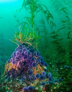 Arthropod and Echinoderm