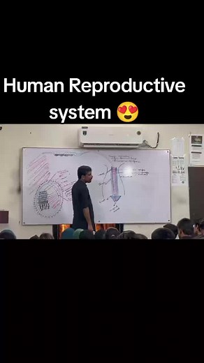 Human Reproductive System😍#fyp #siriqbalnohri #sparkacademy #reproductivesystem @Medical LOVER'S💛
