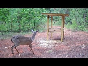Protein Trough Feeder: How long until Deer eat from it? How to Set Up a Protein Feeder & Update!