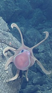 Darling deep-sea octopus 🐙 The deep-sea octopus Graneledone is found in all of the world’s oceans. Also known as the warty deep-sea octopus, they usually move by crawling along the seafloor, but can also swim via jet propulsion and/or pumping their arms and flared webs. These steadfast cephalopods are generally found between 1,000 and 3,000 meters (3,281 and 9,843 feet) deep. | MBARI
