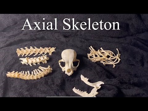 AXIAL SKELETON | Canine Veterinary Anatomy