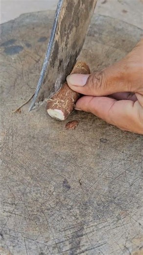 Cassava (Manihot esculenta) | Cassava plant benefit