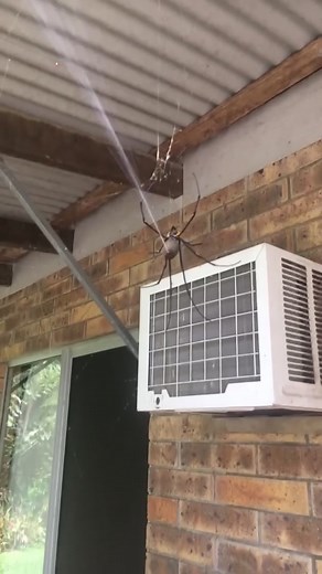 Encounter with a Golden Orb Spider in Australia