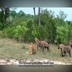 227K views · 660 reactions | The threat of wolves to the Lion King of the Forest | Wild life Animals | Facebook