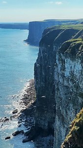 Happy #EarthDay from all of us here at RSPB Bempton Cliffs, a reminder of all we need to protect. 🕊️🌍 🎥 @ellenpaigeleach #bemptoncliffs #rspb #rspbbempton #eastyorkshire #yorkshire #seabirds #rspbbemptoncliffs #gannet #razorbill #guillemot #puffin #auk #birdphotography #birdwatchers | RSPB Bempton Cliffs