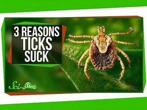3 Reasons Why Ticks Suck
