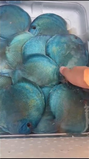 Amazing blue diamond discus fish ❤️🔥