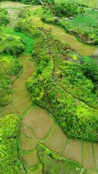 lokasi pertanian cabe sangat bagus dan luas