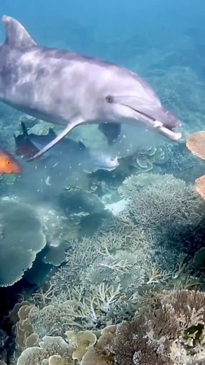 Fast food. 🐟🐬 We all know dolphins are one of the most intelligent animals after humans, but do you want to know how smart dolphins actually are? This is just one example but it’s jaw-dropping. In this video we can see how this Bottlenose dolphins is chasing a Trevally, and probably you are thinking because he is hungry and wants to eat the fish. Well, this is not the case. The dolphin is indeed hungry and looking for food and instead of eating the whole fish, he scanned with his sensors just 