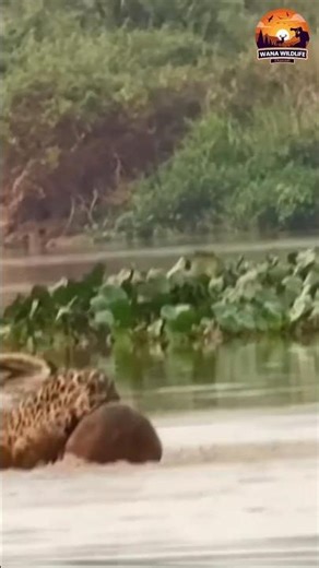 Jaguar vs Capybara: The Silent Hunt You Never Saw Coming! #wildlife #jaguar #capybara