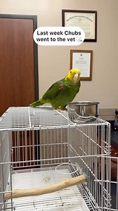 Little by little #chubs #chubby #amazon #parrot #rescue | The Green Bird Brigade