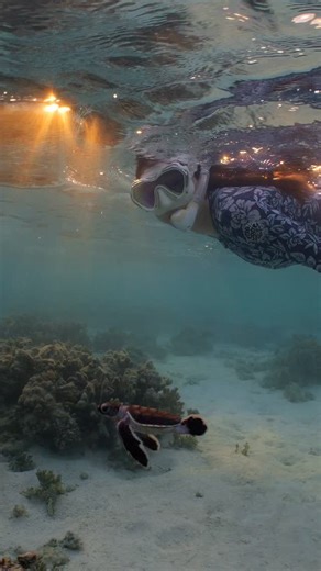 Tom Park | Underwater Cinematographer Australia on Instagram: "Sunrise this morning was just epic 🎥 Shooting on the RED V-Raptor 8K @reddigitalcinema on @heronisland Shot ID for stock footage & licensing: Female snorkeler swimming with Turtle Hatchling at sunrise, on Heron Island on the Southern Great Barrier Reef, captured in 8K R3D RAW on the RED V-Raptor #redvraptor #reddigitalcinema #cinematography #shotonred #wildlife"