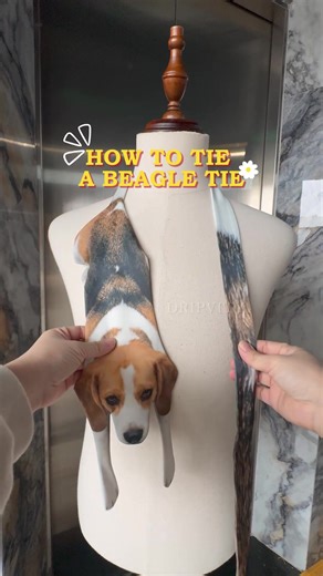 NEW DROP!!! A Beagle Tie For Your Dad’s gift 😎😎😎 #ofishialbusiness #animaltie #amazonmademebuyit