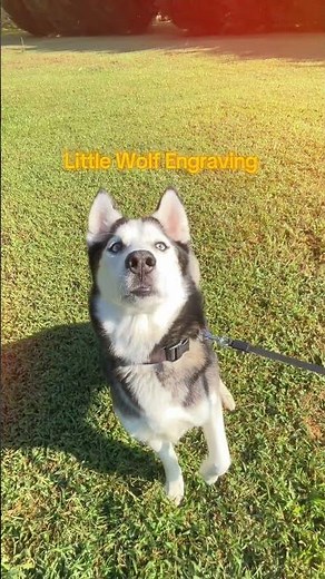 Custom Personalized Engraved, I Love My Dog Tag, Pet ID Tags