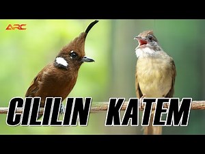 MASTERAN KAPAS TEMBAK VS CILILIN GACOR