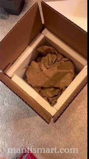 Buy A Pet Praying Mantis mantismart.com